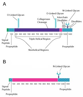 Collagen Type I Protein structure diagram for collagen type I. The top diagram is for two collagen strands and is broken into the signal peptide, the propetide, the nonhelical region, the triple helical region, the nonhelical region, and the propeptide from left to right. The bottom diagram is for one collagen strand and is broken into the signal peptie, the propeptide, and the nonhelical regions, and then the propetide region from left to right.