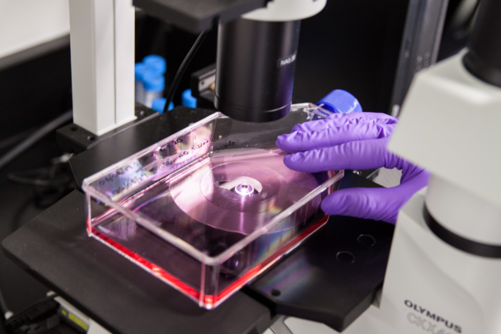 Monitoring cell health and adhesion in culture. Environmental stresses that can prevent successful attachment of adherent cell phenotypes include