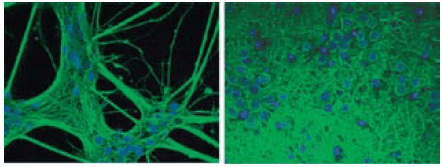 figure4 Ultra-Web surfaces are compatible with fluorescent confocal microscopy