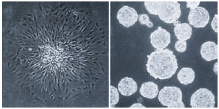 figure6 Single cell derived colonies of C6 glioma cells form flattened attached colonies in a standard tissue culture treated vessel (left panel) but form unattached spheroids on the Corning Ultra-Low Attachment surface (right panel)