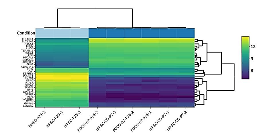 Heatmap of top 30 differentially expressed genes Heatmap of top 30 differentially expressed genes