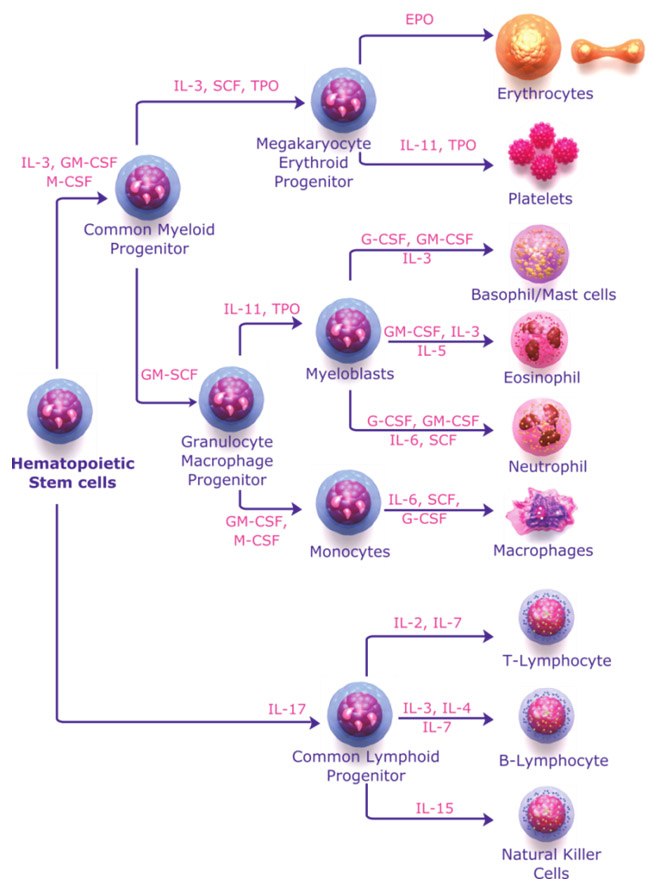 Hematopoietic cytokines stimulate hematopoietic cells to differentiate into principle types of blood cells. Hematopoietic cytokines in hematopoiesis
