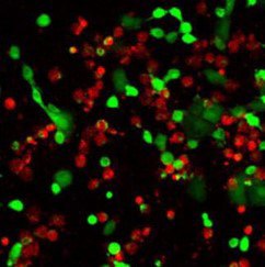 Live/Dead Cell Double Staining. Phases of Cell Growth