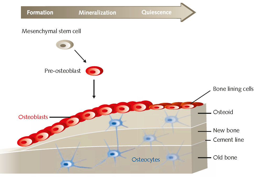 overview-of-osteoblast Overview of osteoblast bone formation and mineralization