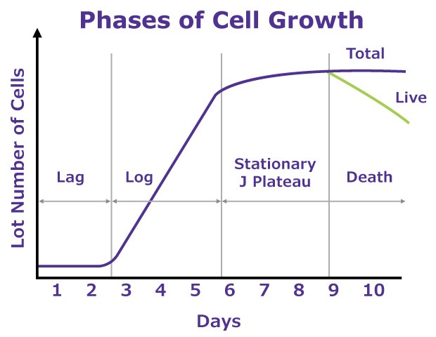 Phases of Cell Growth Phases of Cell Growth