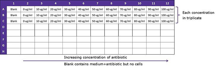 Schematic guide – selection antibiotic concentration. Representative schematic guide for selecting antibiotic concentration. Horizontal columns from 1-12 and vertical rows from A-H. Perform each concentration in triplicate and increase the concentration of antibiotic from left to right, 0-100micrograms per milliliter, starting with the blank. Blank contains the medium and antibiotic but no cells.