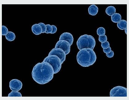 Streptococci Streptococci