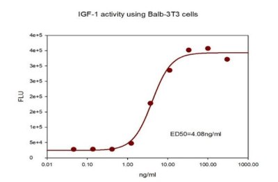 Fluorescence graph of Balb-3T3 cells when IGF-1 is added to serum-free medium. The Y axis is FLU from 0 to 4e+5 ; the X axis is IGF-1 concentration from 0.01ng/ml to 1000 ng/ml. The trend line is a S shaped curve.