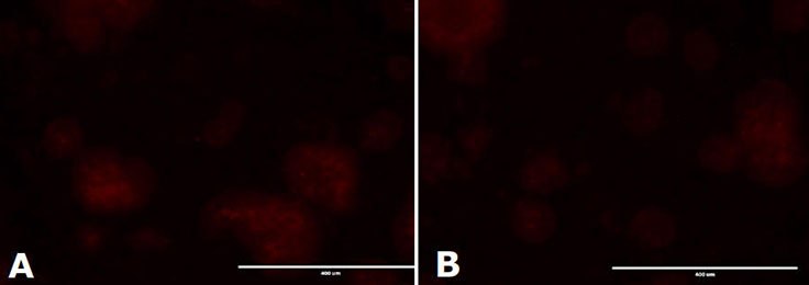Stem Cell Testing of PES Membrane Containing Stericup® Quick Release Filters Alkaline Phosphatase staining of mESC colonies