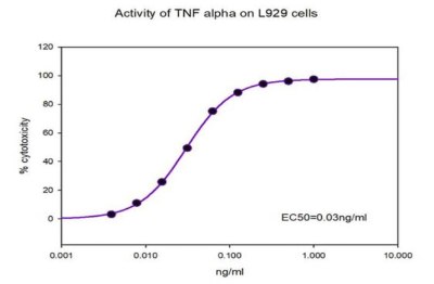 Percent cytotoxicity graph of mouse fibroblasts when TNF alpha is added in the presence of actinomycin D. The Y axis shows percent cytotoxicity from 0 to 120 in intervals of 20; the X axis is TNF alpha  concentration from 0.001ng/ml to 10 ng/ml. The trend line is a S shaped curve.