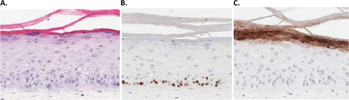 3D human skin models can be used as an alternative to animal testing for the cosmetics industry.