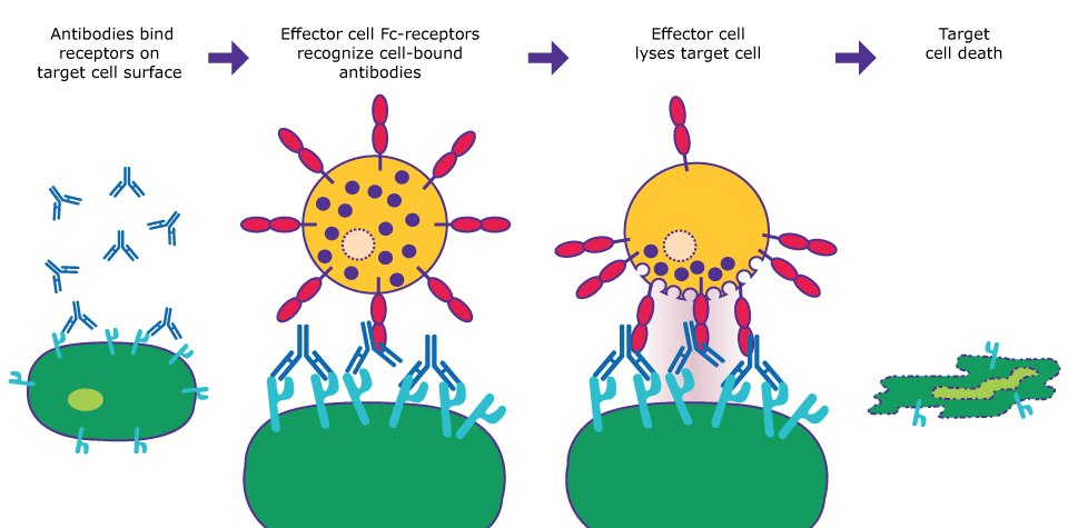 Schematic of ADCC assay Assay principle for ADCC assay