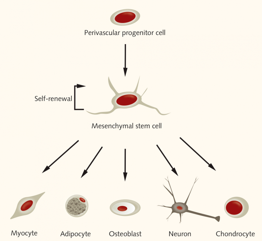 Overview of mesenchymal stem cell differentiation Overview of mesenchymal stem cell differentiation to myocytes, adipocytes, osteoblasts, neurons, and chondrocytes