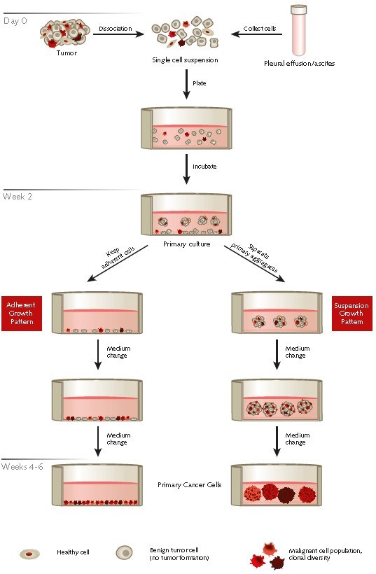 protocol-overview Protocol overview of the selective isolation of primary human cancer cells from patient derived tumor samples or effusions using PromoCell’s Primary Cancer Culture System.