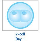 2-cell Day 1 2-Cell Day 1