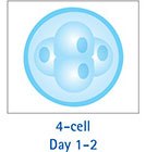 4-cell Day 1-2 4-Cell Day 1-2