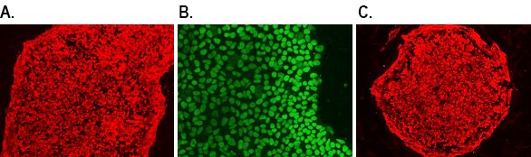 Human iPSC pluripotency markers. Human iPSCs grown on ECMatrix™-511 E8 Laminin Substrates over 5 passages maintain pluripotency markers SSEA-4 (red, A), Oct-4 (green, B) and TRA-1-60 (red, C). Human iPSC pluripotency markers