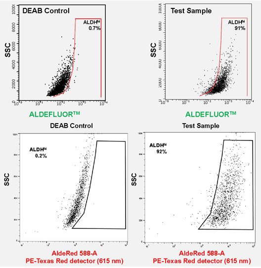 ALDEFLUOR™ and AldeRed™ identify similar CSC populations. ALDH detection in SKBR3 cells using the ALDEFLUOR™ assay yielded 91% ALDHhi population of cells using a combination of Blue laser (488 nm) with FITC detection (525 nm). ALDH detection in SKBR3 cells using the AldeRed™ assay yielded 92% ALDHhi population of cells using a combination of Green laser (532 nm) with PE-Texas red detector (615 nm). ALDEFLUOR™ and AldeRed™ identify similar CSC populations