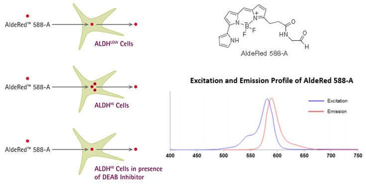 AldeRed™ Mechanism of Action. AldeRed™ 588-A is a fluorescent and non-toxic ALDH substrate that diffuses freely into intact and viable cells, but remains trapped inside the cells once converted by ALDH into the corresponding acid. The amount of fluorescence produced is proportional to the ALDH activity in the cells and is measured by flow cytometry, allowing fluorescence-activated cell sorting (FACS). For optimal excitation and emission of AldeRed™ 588-A, use a combination of blue laser (488 nm) or green laser (532 nm) with PE-Texas Red detector (615 nm). AldeRed™ Mechanism of Action
