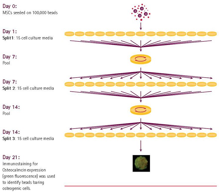 Combicult<sup>®</sup> screen design. The iterative process of systematically splitting, culturing and pooling samples all possible combinations of media in a pre-determined matrix. Combicult® screen design. The iterative process of systematically splitting, culturing and pooling samples all possible combinations of media in a pre-determined matrix.
