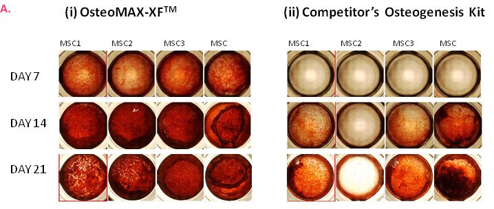 Differentiation of multiple MSC cell lines Differentiation of multiple MSC cell lines