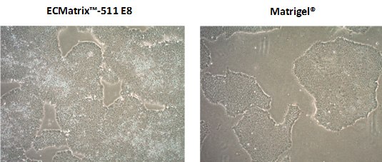 Growth of human induced pluripotent stem cells. Human iPSCs grown on ECMatrix™-511 E8 Laminin Substrates demonstrate higher cell proliferation rates compared to Matrigel<sup>®</sup> basement membrane extract when passaged as single cells using Accutase<sup>®</sup>. Growth of human induced pluripotent stem cells