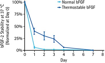 Enhanced stability of thermostable bFGF at 37 °C vs. normal bFGF. Enhanced stability of thermostable bFGF at 37 °C vs. normal bFGF.