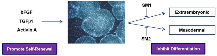 Human pluripotent stem cells grown in PluriSTEM™ media retain pluripotency and demonstrate robust growth rates via two mechanisms: 1) bFGF, TGFβ1 and Activin A promote stem cell self-renewal and 2) small molecule inhibitors suppress unwanted spontaneous extraembryonic and mesodermal differentiation pathways. How serum-free PluriSTEM™ Media enables weekend-free culture of Pluripotent Human stem cells