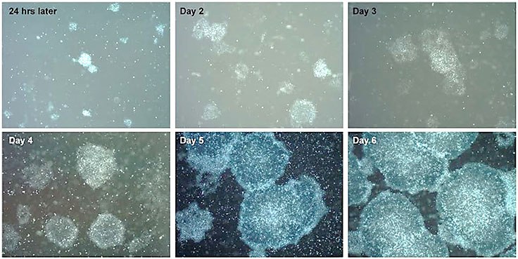 Human iPS cells expanded over a 6-day period in feeder-free conditions are ready to be passaged at day 6 when cells are 80% confluent. Time course of pluripotent stem cell expansion in PluriSTEM™ media