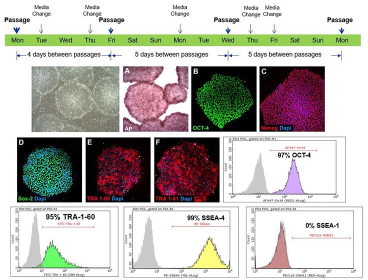 H9 human ES cells were maintained using an every-other-day/no weekend feeding schedule in PluriSTEM™ media for over 20 passages. Cells retained characteristic pluripotent morphology (i.e. homogeneous round colonies with defined borders) and high expression levels of alkaline phosphatase plus pluripotency markers Oct-4, Nanog, Sox-2, TRA-1-60, TRA-1-81, SSEA-4. Cells demonstrated an absence of staining for SSEA-1. Pluripotent stem cells cultured in PluriSTEM™ media retain pluripotency markers