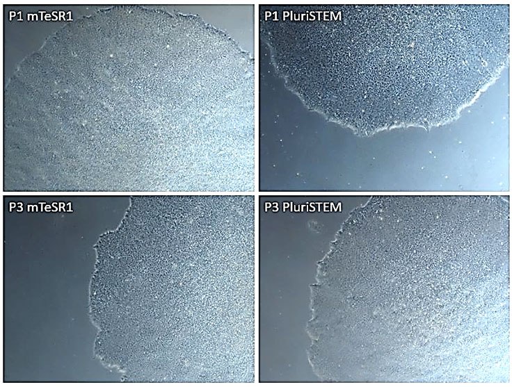 Similar pluripotent morphologies were observed after 3 passages in both mTesr1<sup>®</sup> and PluriSTEM™ media. Human iPS cells cultured in PluriSTEM™ media vs. mTeSR1® media