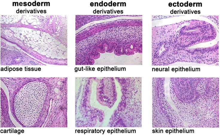 Human pluripotent stem cells cultured in PluriSTEM™ media for >20 passages differentiate in vivo to expected germ layers. H&E stained teratoma sections courtesy of Dr. Boris Greber. In vivo differentiation of pluripotent stem cells cultured in PluriSTEM™ media