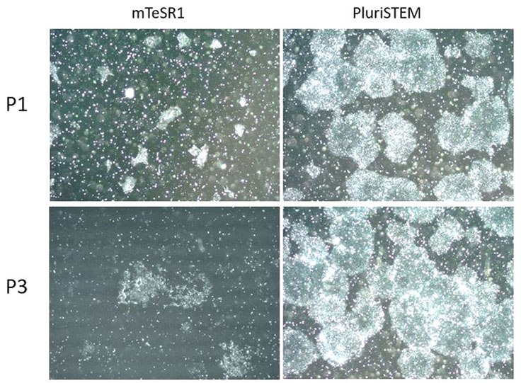 H9 hESCs cultured in PluriSTEM™ media for 22 passages were dissociated into single cells using Accumax™ reagent. One hour before dissociation, 10 μM ROCK Inhibitor was added. 100,000 dissociated cells were seeded into each well of a coated 6-well-plate. Unlike cells cultured in mTesr1® media, single cells are highly viable in PluriSTEM™ media and continue to form pluripotent colonies after three rounds of single cell passaging using Accumax™ reagent. PluriSTEM™ media supports single cell passaging of pluripotent stem cells in vitro