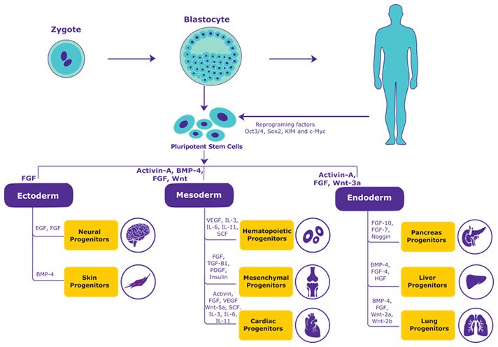 iPSCs differentiate into majority of the progenitor cells required for development in the presence of Growth Factors Stem Cell differentiation