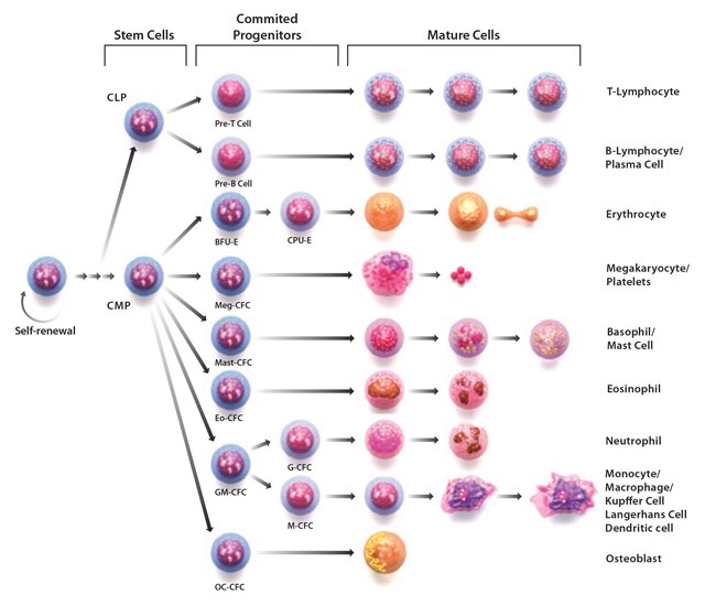Media and Matrices for Stem Cell Biology Stages of hematopoiesis