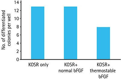 Human iPS cells show lower levels of spontaneous differentiation using an every-third-day feeding regimen when used in combination with HumanKine® Thermostable bFGF. Human iPS cells show lower levels of spontaneous differentiation using an every-third-day feeding regimen when used in combination with HumanKine® Thermostable bFGF.