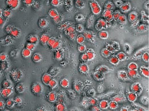 Hematopoietic Stem and Immune Cell Culture Human Macrophages