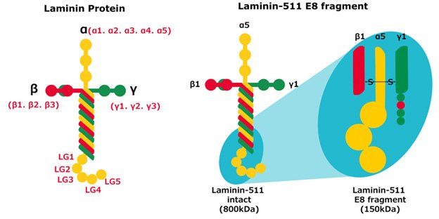 Structure of full length laminin protein, laminin-511 and laminin-511 E8 isoforms. Structure of full length laminin protein, laminin-511 and laminin-511 E8 isoforms.