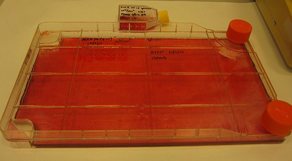 Large scale osteocyte differentiation of bone-marrow MSC cell lines using OsteoMAX-XF™ Differentiation Medium stained with Alizarin Red mineral staining (TMS-008) after 10 days of differentiation. Approximately 107 mineralizing osteoblasts could be obtained from a 600 cm<sup>2</sup> cell culture flask or 500 cm<sup>2</sup> roller bottle. Large scale osteocyte differentiation of bone-marrow MSC cell lines