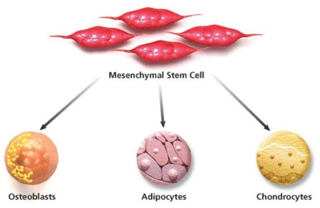Mesenchymal Stem Cell Culture Mesenchymal stem cell overview