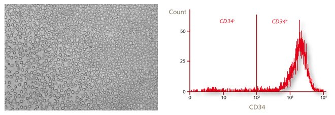 Hematopoietic Stem and Immune Cell Culture Morphology and characterization of human CD34+ hematopoietic progenitor cells by flow cytometry.
