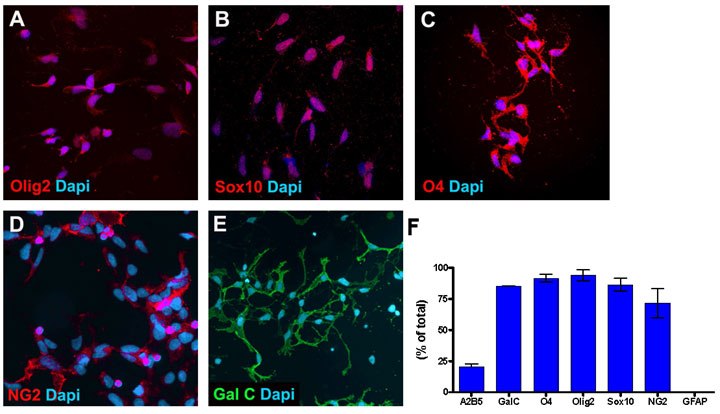Oligodendrocyte Progenitor Cell Characterization. Human OPCs express early oligodendrocyte markers Olig2, Sox10, O4, NG2 and GalC. Oligodendrocyte progenitor cells were plated at 10<sup>4</sup> cells/cm<sup>2</sup> onto poly-L-ornithine and laminin coated 24 well plates. Oligodendrocyte Progenitor Cell Characterization