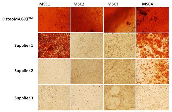 Validation and refinement of serum-free differentiation protocols determined by CombiCult<sup>®</sup> technology resulted in identification of protocols that drive MSC differentiation to mineralizing osteocytes. The novel protocols are more effective than commercially available kits and give consistent results across multiple cell lines. Alizarin red staining of MSC cultures differentiated for 28 days; cell lines 1-3: bone marrow-derived MSC; cell line 4: adipose-derived MSC. Validation and refinement of serum-free differentiation protocols