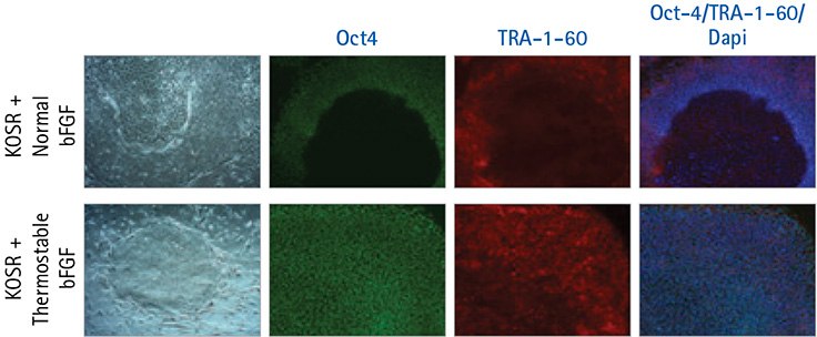 Thermostable bFGF supports pluripotent growth of human iPS cells using an every-third-day feeding regiment. Thermostable bFGF supports pluripotent growth of human iPS cells using an every-third-day feeding regiment.