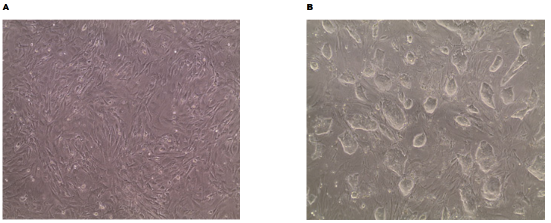 pmef-cf-c PMEF-CF-C Mouse Embryonic Fibroblasts and CMTl-1 mouse ES cells