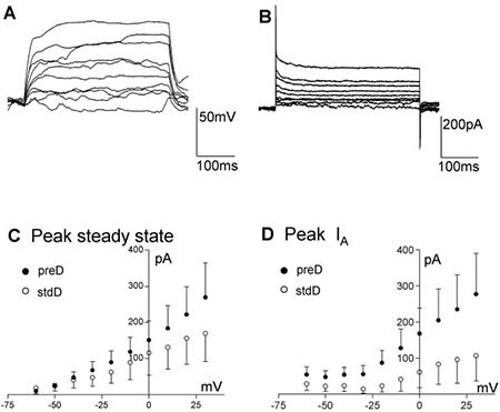 A, B) Example of firing elicited by stepping the current command in 20 pA steps (400 ms duration) from a resting potential of ~-75 mV in ReNcell® VM 10 days after differentiation was started in control solution (A) and after adding 0.6 μM TTX (B). C, D) Same cell as in (A, B) responding with inward currents to incremental voltage steps (10 mV, from -60 mV to + 30 mV, 400 ms duration), before (C) and after (D) adding 0.6 μM TTX to the control solution. E) Average inward current-voltage relationships in control differentiated (solid squares) and after adding 0.6 μM TTX (open squares) and F) average steady-state current-voltage relationship for control (solid squares) and TTX treated (open squares). Electrophysiological properties of ReNcell VM