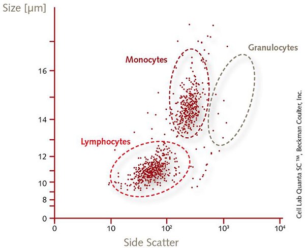 Hematopoietic Stem and Immune Cell Culture Human Mononuclear Cells (PBMCs)