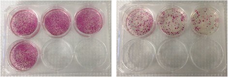 Alkaline Phosphatase Staining Alkaline phosphatase staining of day 28 reprogrammed fibroblasts (HFF and BJ) generated using Simplicon™ RNA Reprogramming Technology.