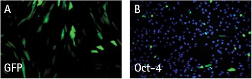 Fluorescent Micrographs of HFFs Fluorescent micrographs of HFFs transfected with a GFP RNA replicon control (A) or Simplicon™ Reprogramming RNA (B) and analyzed the following day to estimate transfection efficiency. The green signal in (B) reflects OCT-4 expression.