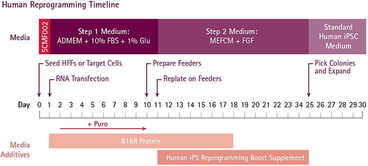 Human Reprogramming Timeline Timeline showing points at which Simplicon™ reprogramming steps were performed.
